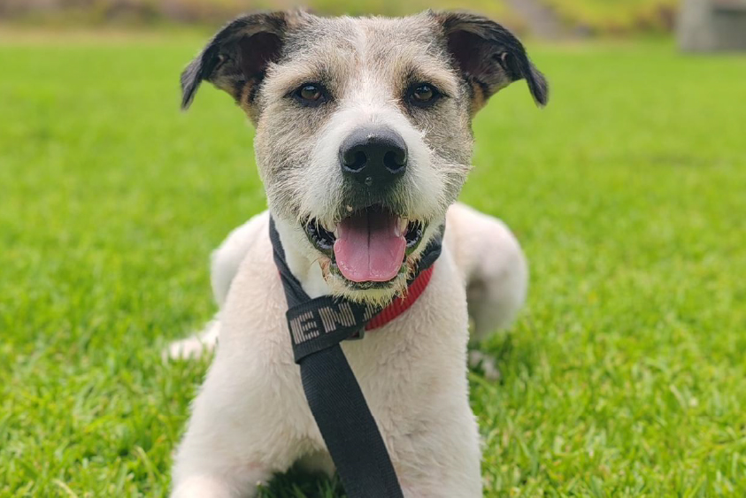 Socialización canina